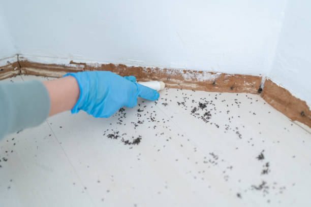 Best Termite Inspection and Treatment  in Sierra Vista Southeast, AZ